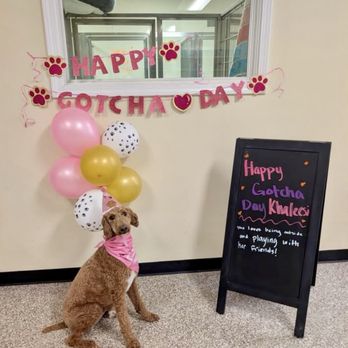 Gold Star Pet Resort - She celebrated her First Gotcha day with her friends! - Pet Training Near Me - Bowling Green, Ohio Gold Star Pet Resort - She celebrated her First Gotcha day with her friends! - Pet Training Near Me - Bowling Green, Ohio