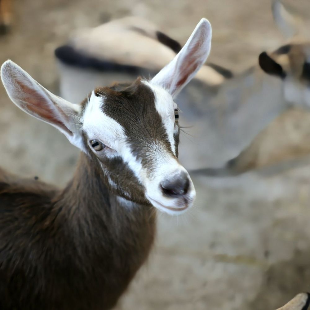Goats! Goats!