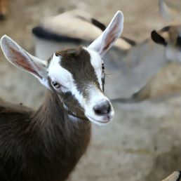Goats!