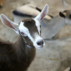 Split Creek Farm - Goats!