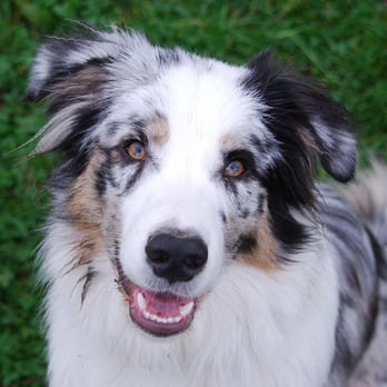Hundeschule Elbrudel - Pet Training Near Me - Hamburg, HH Hundeschule Elbrudel - Pet Training Near Me - Hamburg, HH