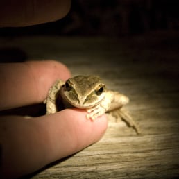 Pacific chorus frog Pacific chorus frog