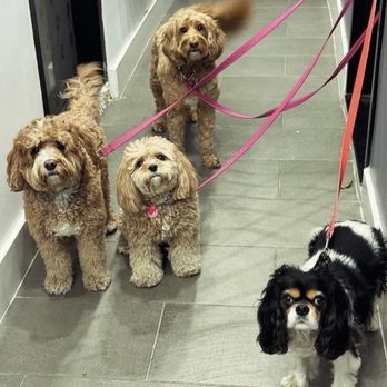 Champions Tails - Dog Walkers Near Me Champions Tails - Dog Walkers Near Me