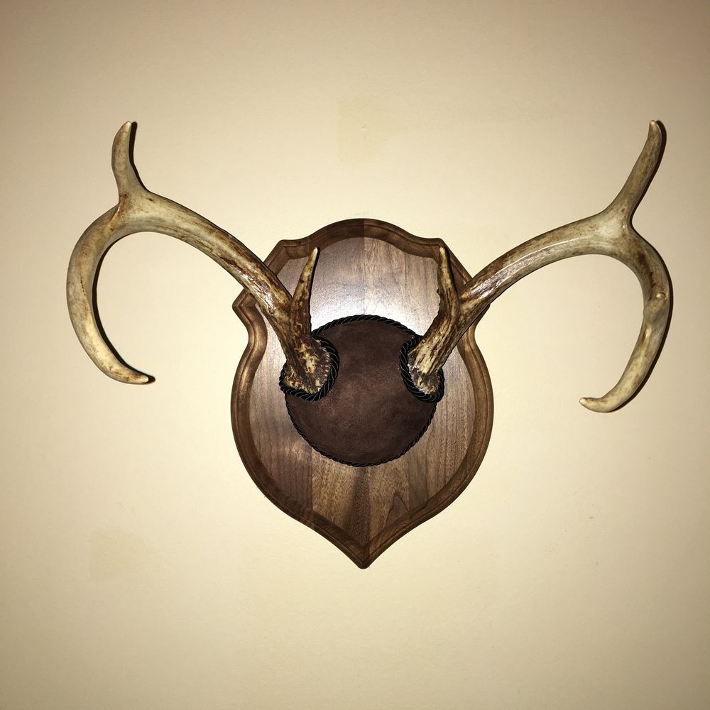 The Trophy Room Taxidermy - taxidermy in Beaufort, SC