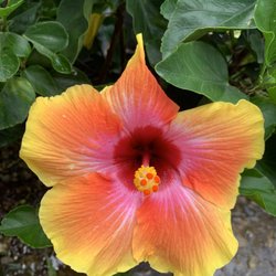 Fiesta Hibiscus
