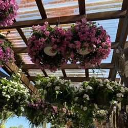 The Country Barn Garden & Farm Market - Flowers.
