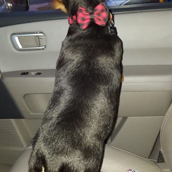 PetSmart - Freshly groomed pup in her brand new collar - Pet Stores Near Me - Corona, California PetSmart - Freshly groomed pup in her brand new collar - Pet Stores Near Me - Corona, California