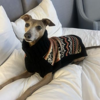 PetPort - Zero in her sweater we got from PetPort - Pet Stores Near Me - Northport, New York