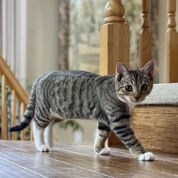 Ace Kitty Rescue Force - Daisy