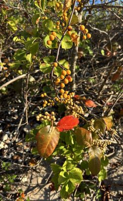 Fort Tilden Beach by null