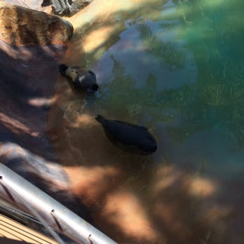 Bahia Resort Hotel - The seals sleeping! :) - San Diego, CA