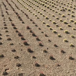 Desert Trees - Desert Trees Nursery cacti & more