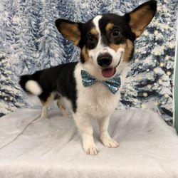 Lady lake Professional Grooming - Clean Tater