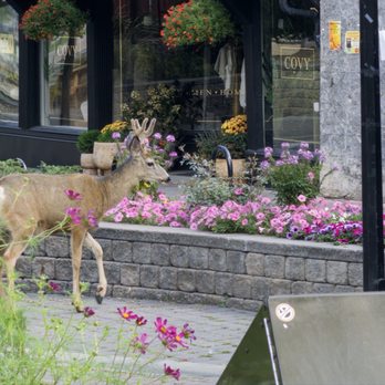 Pedal and Tap - Deer outside - Canadian (New) Near Me - Kimberley, British Columbia Pedal and Tap - Deer outside - Canadian (New) Near Me - Kimberley, British Columbia