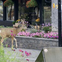 Pedal and Tap - Deer outside