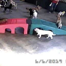 Unfortunately I got to watch my dog being humped constantly. Maybe it's just us but our experience was not pleasant.