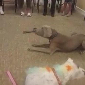 ESPERANZAS SANCTUARY - Pet Training Near Me