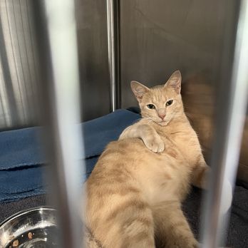 Hickory Hill Veterinary Services - Sammy from AnimalLuvr's Dream Rescue - Veterinarians Near Me - Tampa, Florida Hickory Hill Veterinary Services - Sammy from AnimalLuvr's Dream Rescue - Veterinarians Near Me - Tampa, Florida