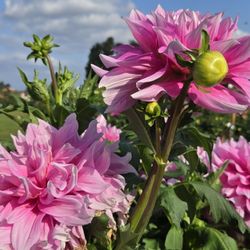 Swan Island Dahlias