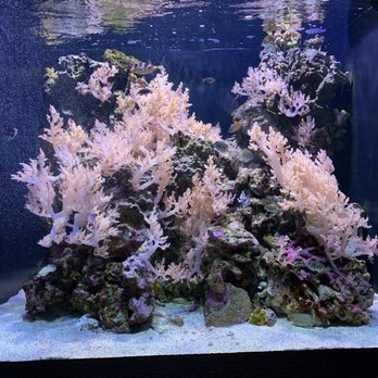 Seattle Aquarium - Tank - Aquariums Near Me - Seattle, Washington Seattle Aquarium - Tank - Aquariums Near Me - Seattle, Washington