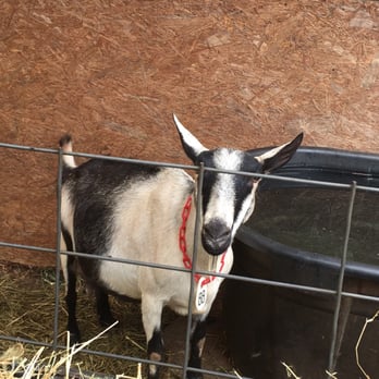 Caromont Farm - a goat in a pen - Attraction Farms Near Me - Esmont, Virginia Caromont Farm - a goat in a pen - Attraction Farms Near Me - Esmont, Virginia