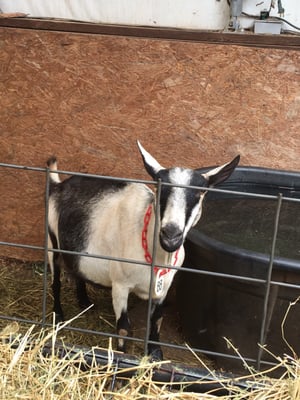 Caromont Farm by null