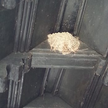 Il Borgo Medievale - Birds nesting in the rafters - Landmarks & Historical Buildings Near Me - Torino, TO