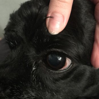 iPaw Pet Salons - Pet Groomers Near Me - Bulverde, Texas
