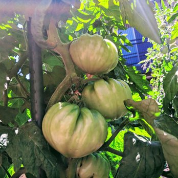 Love Apple Farms - Nurseries & Gardening Near Me - Scotts Valley, California Love Apple Farms - Nurseries & Gardening Near Me - Scotts Valley, California
