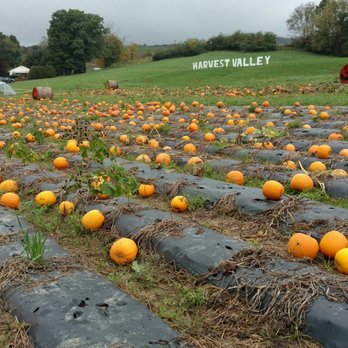 Harvest Valley Farms - Love their pumpkins - Fruits & Veggies Near Me - Bakerstown, Pennsylvania Harvest Valley Farms - Love their pumpkins - Fruits & Veggies Near Me - Bakerstown, Pennsylvania