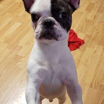 Underdog Rescue - Puppy - Animal Shelters Near Me