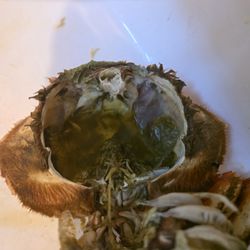 Spoiled crab sold dead. It was supposed to be a fresh live crab