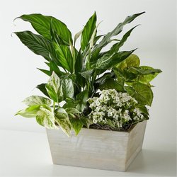 Downtown Florists - What I ordered