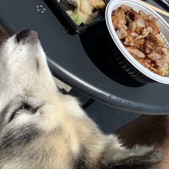 Kabuto - Grilled chicken and brown rice bowl for Skye! - Japanese Near Me - Seal Beach, California Kabuto - Grilled chicken and brown rice bowl for Skye! - Japanese Near Me - Seal Beach, California