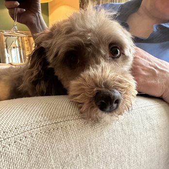 Toy House Dogs - Roxie's beautiful little face after a grooming session - Pet Groomers Near Me - Walnut Creek, California