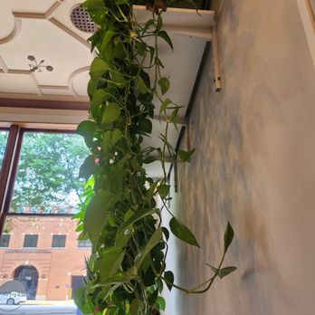 Sleepyhead Coffee - Beautiful thriving plants - Coffee & Tea Near Me - Chattanooga, Tennessee Sleepyhead Coffee - Beautiful thriving plants - Coffee & Tea Near Me - Chattanooga, Tennessee