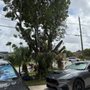 Sunshine State Tree Service