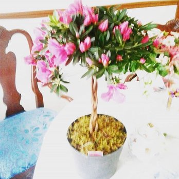 Nitro Flowers By Sandra - Florists Near Me - Nitro, West Virginia Nitro Flowers By Sandra - Florists Near Me - Nitro, West Virginia