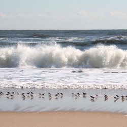 Cryder Beach - Sandpipers