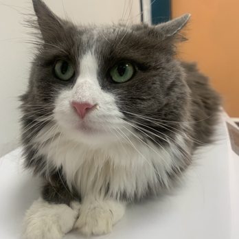 Veterinary Care Group - Astoria - Cloudy at the vet! - Veterinarians Near Me - Astoria, New York Veterinary Care Group - Astoria - Cloudy at the vet! - Veterinarians Near Me - Astoria, New York