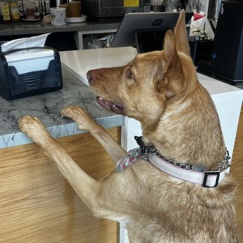 Three Whistles - Asking for ice cream - Shared Office Spaces Near Me - Arlington, Virginia Three Whistles - Asking for ice cream - Shared Office Spaces Near Me - Arlington, Virginia