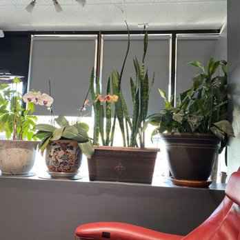 4-Ever Nails & Spa - Look at these plants! - Nail Salons Near Me - Westminster, Colorado 4-Ever Nails & Spa - Look at these plants! - Nail Salons Near Me - Westminster, Colorado