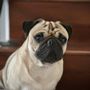 Photo of David’s Dog Sitting