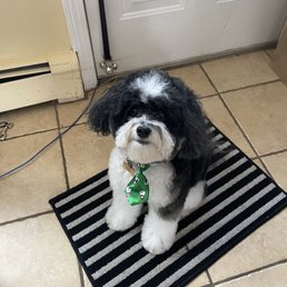 Franklin after his grooming! Franklin after his grooming!
