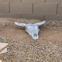 Lomeli's Garden Arts - Steer skull