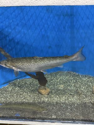 Woods Hole Science Aquarium by null