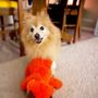 Photo of Silver Lining Animal Chiropractic