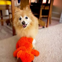 Silver Lining Animal Chiropractic