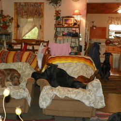 Barry McCraney Tree Service - I Love my Dogs...They don't treaspass....