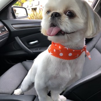 Hello Kim's Grooming - Happy Chase after grooming at Hello Kim's - Pet Groomers Near Me - La Mirada, California